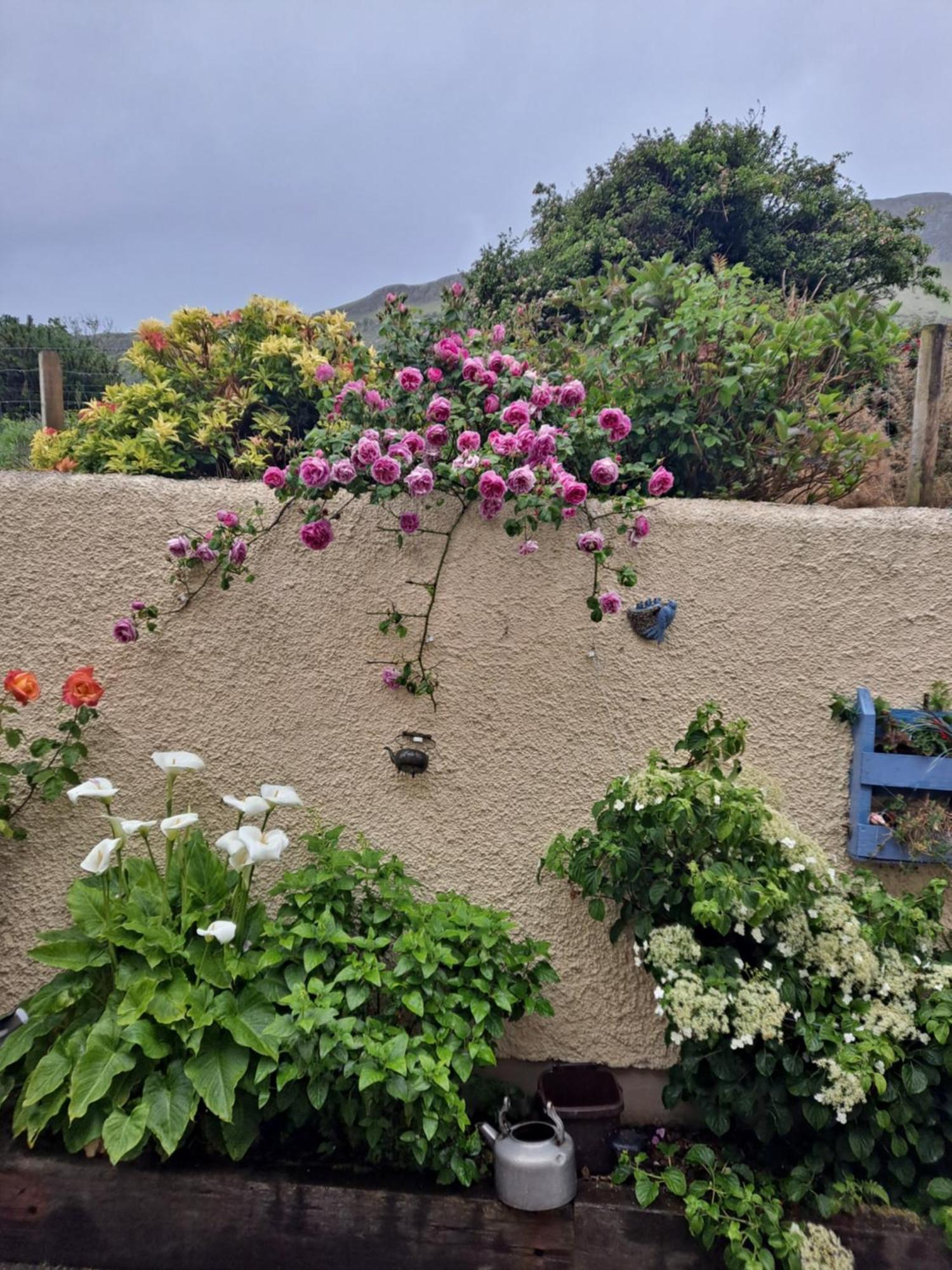Lurig View B&B Glenariffe Exterior foto